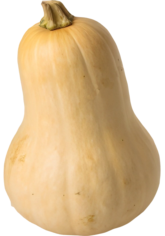 Butternut Pumpkin